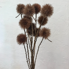 Load image into Gallery viewer, Dried Kartoos Pod on Natural Stem Pom Pom
