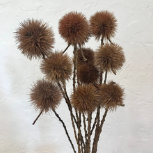 Load image into Gallery viewer, Dried Kartoos Pod on Natural Stem Pom Pom