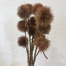 Load image into Gallery viewer, Dried Kartoos Pod on Natural Stem Pom Pom