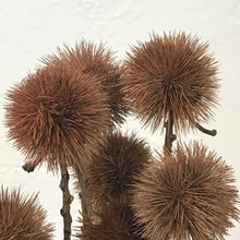 Load image into Gallery viewer, Dried Kartoos Pod on Natural Stem Pom Pom