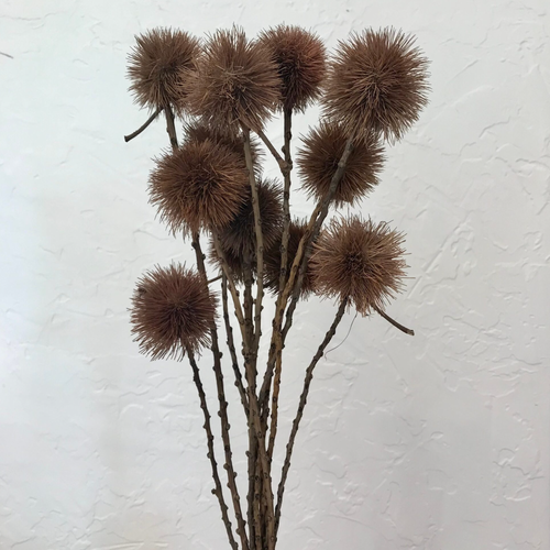 Dried Kartoos Pod on Natural Stem Pom Pom