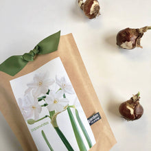 Load image into Gallery viewer, Garden in a Bag | Christmas Paperwhites