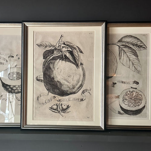 17th C Citrus Fruit Engravings published by Giovanni Batista Ferrari