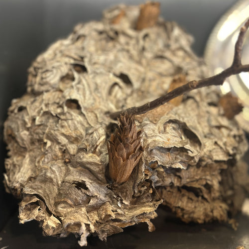 Hornets Nest