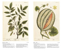 Load image into Gallery viewer, A Curious Herbal: Elizabeth Blackwell's Pioneering: Hardcover