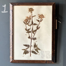 Load image into Gallery viewer, Vintage Herbarium Pages, Multiple Available