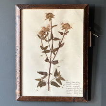 Load image into Gallery viewer, Vintage Herbarium Pages, Multiple Available