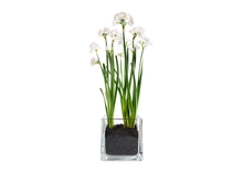 Load image into Gallery viewer, NEW | Christmas Paperwhites Winter Garden