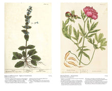 Load image into Gallery viewer, A Curious Herbal: Elizabeth Blackwell's Pioneering: Hardcover