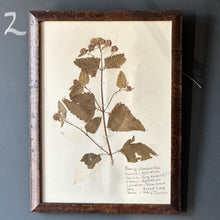 Load image into Gallery viewer, Vintage Herbarium Pages, Multiple Available