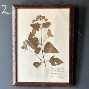 Vintage Herbarium Pages, Multiple Available