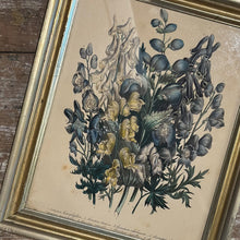 Load image into Gallery viewer, Hand Colored Botanical