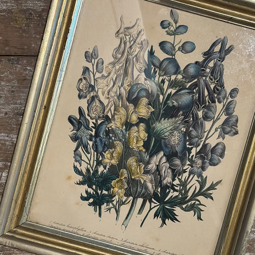Hand Colored Botanical