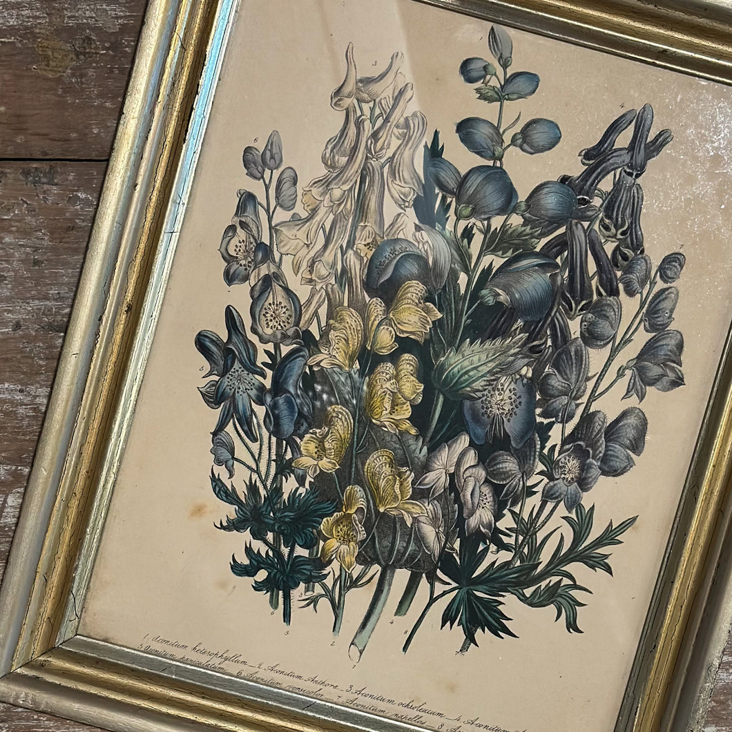 Hand Colored Botanical