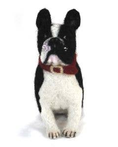 Rocco French Bull Dog