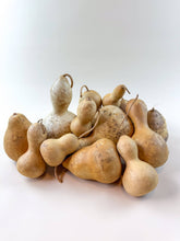 Load image into Gallery viewer, Naturally Dried Gourds