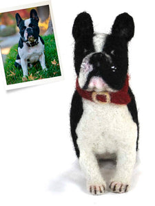 Rocco French Bull Dog
