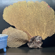 Load image into Gallery viewer, Vintage Fan Coral