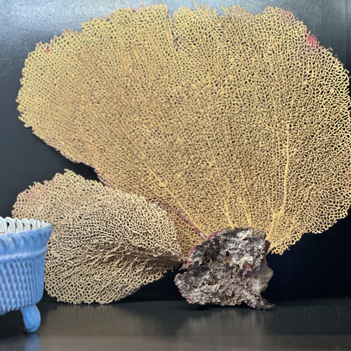 Vintage Fan Coral