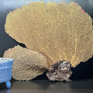 Vintage Fan Coral