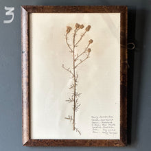 Load image into Gallery viewer, Vintage Herbarium Pages, Multiple Available