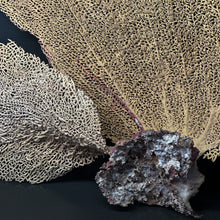 Load image into Gallery viewer, Vintage Fan Coral