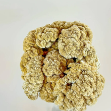 Load image into Gallery viewer, Coxcomb (Celosia) – Palomino/Buff Collection