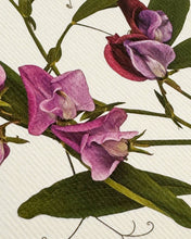 Load image into Gallery viewer, Violet Sweet Peas Greeting Card
