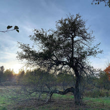 Load image into Gallery viewer, Apple Cardamom Jam