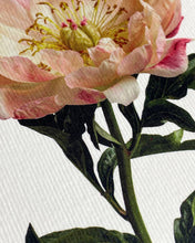 Load image into Gallery viewer, Peony Greeting Card