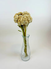 Load image into Gallery viewer, Coxcomb (Celosia) – Palomino/Buff Collection